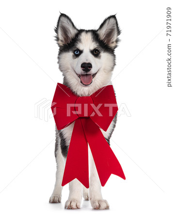 Yakutian Laika dog on white 71971909