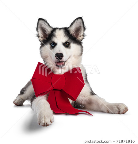 Yakutian Laika dog on white Yakutian Laika dog on white 71971910