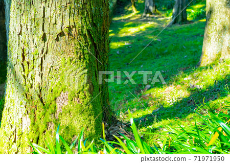 Trees and moss eco-image Earth image 71971950
