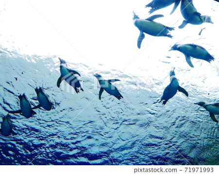 Swimming penguins 71971993