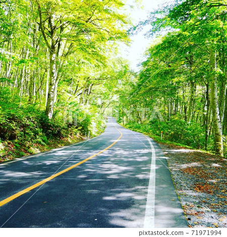 A mountain road full of green on a sunny day A mountain road full of green on a sunny day 71971994