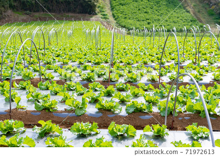 Lettuce field, green leaf field, Mishima City, Shizuoka Prefecture 71972613