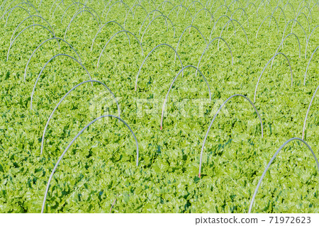 Lettuce field, green leaf field, Mishima City, Shizuoka Prefecture 71972623