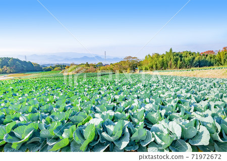 Cabbage field Mishima City, Shizuoka Prefecture Autumn Cabbage field Mishima City, Shizuoka Prefecture Autumn 71972672