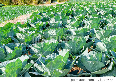 Cabbage field Mishima City, Shizuoka Prefecture Autumn 71972678