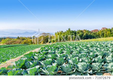 Cabbage field Mishima City, Shizuoka Prefecture Autumn Cabbage field Mishima City, Shizuoka Prefecture Autumn 71972679