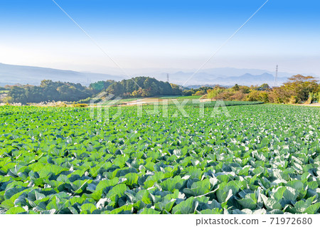 Cabbage field Mishima City, Shizuoka Prefecture Autumn Cabbage field Mishima City, Shizuoka Prefecture Autumn 71972680