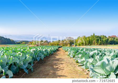 靜岡縣三島市白菜田秋 71972685