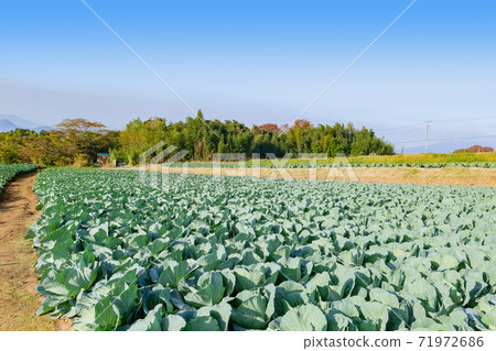 靜岡縣三島市白菜田秋 71972686