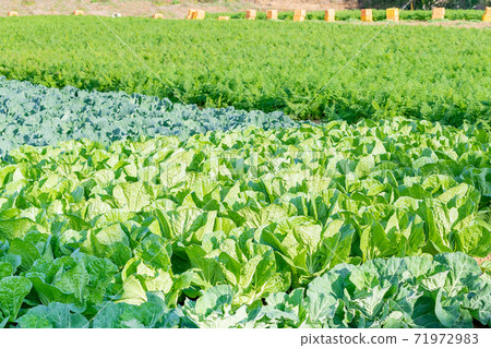Chinese cabbage field, carrot field, cabbage field, autumn, Mishima City, Shizuoka Prefecture 71972983