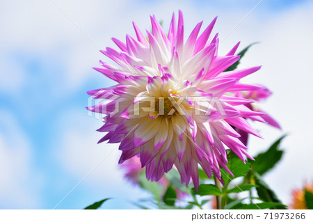 大朵的達莉亞荷葉邊 71973266