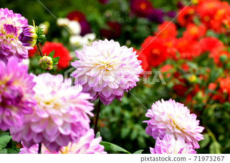 正式盛開的粉紅色達莉亞盛開 71973267