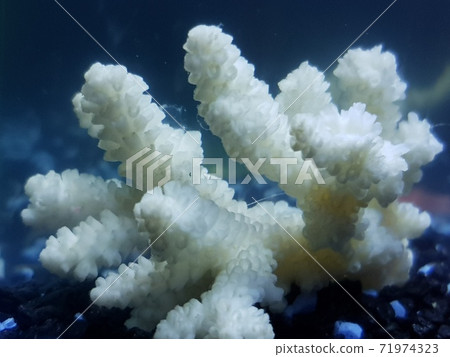 White dead coral in water.  71974323