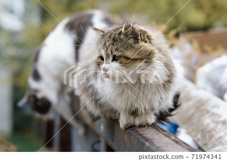 stray cats search for food in a dumpster 71974341