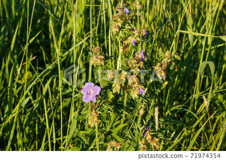 Geranium pratense or meadow geranium. 71974354