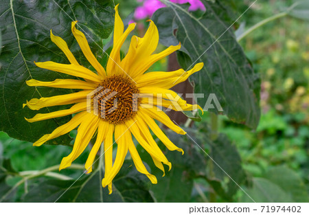 decorative sunflower flower in the garden, decorative sunflower close up decorative sunflower flower in the garden, decorative sunflower close up 71974402