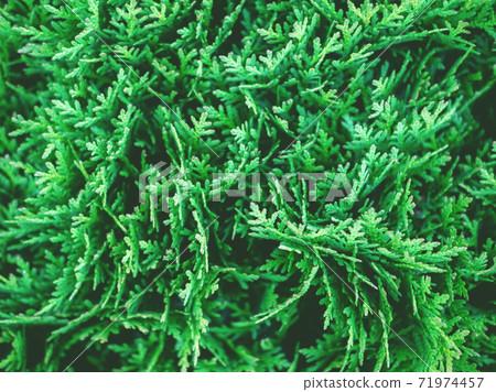 Beautiful evergreen thuja branches close up flatlay as a christmas background. 71974457
