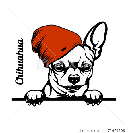 Christmas Chihuahua Dog - Peeking Dog christmas hat isolated on white background Christmas Chihuahua Dog - Peeking Dog christmas hat isolated on white background 71974508
