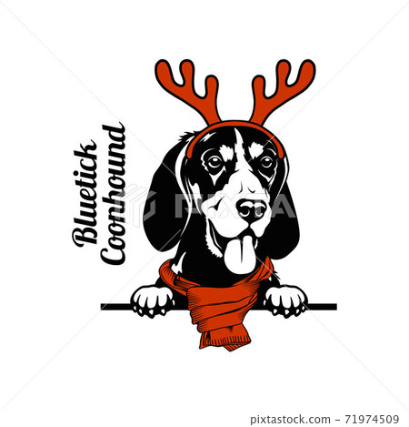 Christmas Bluetick Coonhound Dog - Peeking Dog christmas hat isolated on white background Christmas Bluetick Coonhound Dog - Peeking Dog christmas hat isolated on white background 71974509