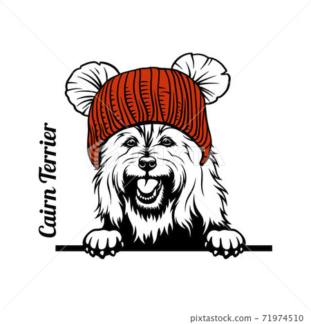 Christmas Cairn Terrier Dog - Peeking Dog christmas hat isolated on white background Christmas Cairn Terrier Dog - Peeking Dog christmas hat isolated on white background 71974510
