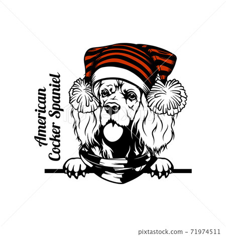Christmas American Cocker Spaniel Dog - Peeking Dog christmas hat isolated on white background Christmas American Cocker Spaniel Dog - Peeking Dog christmas hat isolated on white background 71974511