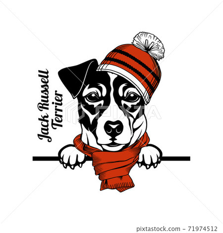 Christmas Jack Russell Terrier Dog - Peeking Dog christmas hat isolated on white background Christmas Jack Russell Terrier Dog - Peeking Dog christmas hat isolated on white background 71974512