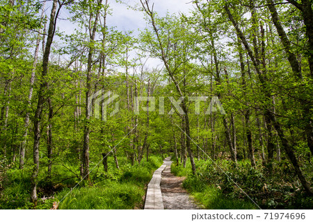 Kamikochi in early summer (refreshing promenade Taisho Pond-Kappa Bridge) 71974696