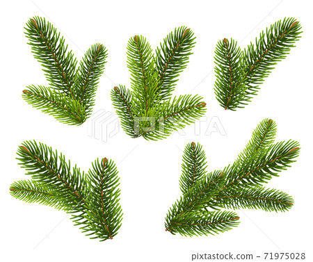 Fir Tree branches On White Background Fir Tree branches On White Background 71975028