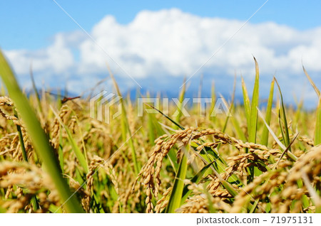 Good harvest 71975131
