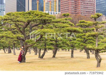 A Japanese woman wearing a mask reading a guidebook leaning against a pine tree in Kokyogaien, Tokyo. 71975942