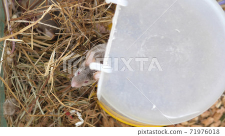 dad mouse falls asleep to mom mouse with newborn mice in hay in a cage. 71976018