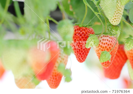 Strawberry greenhouse cultivation House cultivation 71976364