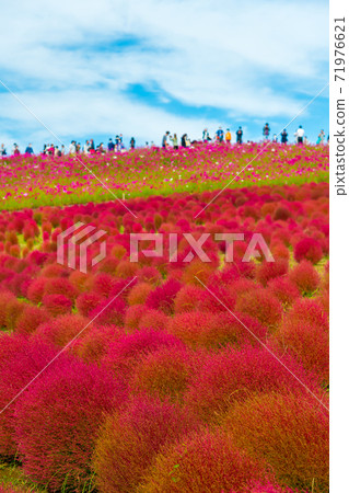 [Kokia and Cosmos overlooking Miharashinooka] 71976621