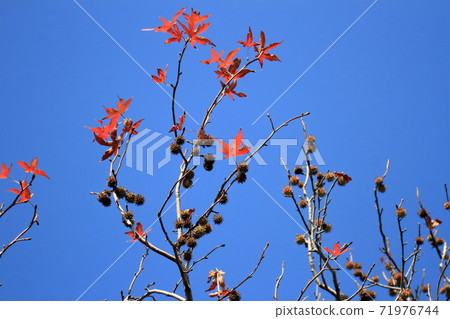 Kaede noodles Kaede noodles 71976744