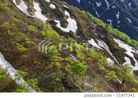 上越邊境,Hoho Pass附近的積雪和新鮮的綠色山地 上越邊境,Hoho Pass附近的積雪和新鮮的綠色山地 71977341