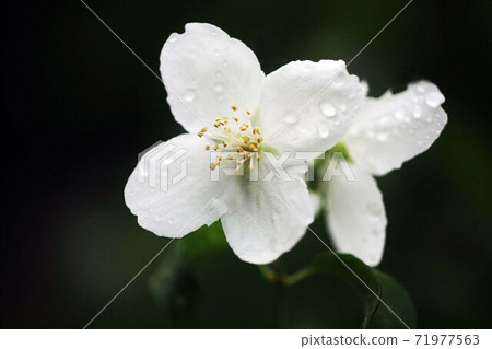 After the rain, the flowers of syringa bloom 71977563