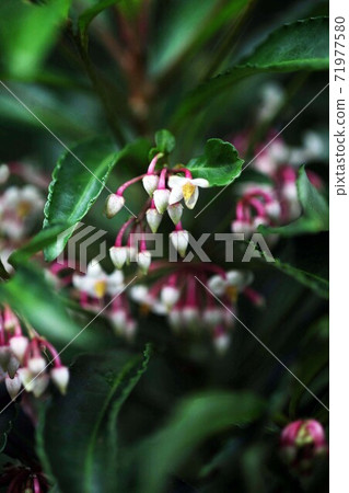 White flowers of Manryo bloom White flowers of Manryo bloom 71977580