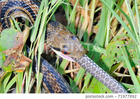 Striped snake swallowing a young rat snake (Shiretoko, Hokkaido) 71977892