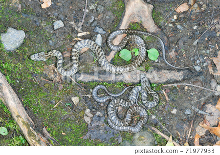 Young rat snake (Shiretoko, Hokkaido) 71977933
