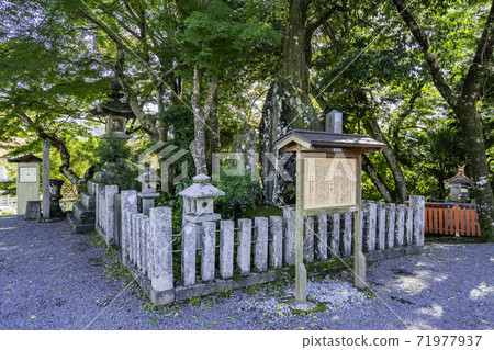 Yoshino Kinpusenji Temple Four Sakura, Yoshino Town, Yoshino District, Nara Prefecture 71977937