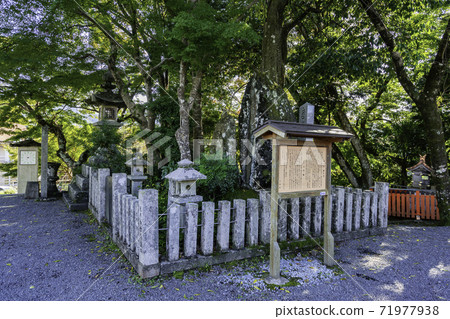 Yoshino Kinpusenji Temple Four Sakura, Yoshino Town, Yoshino District, Nara Prefecture 71977938