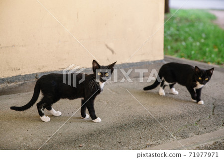 Two cute black and white kittens on the street near the house, homeless animals. 71977971