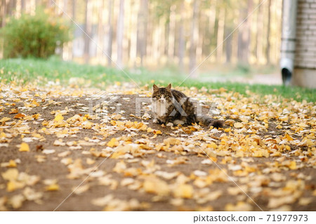 Cute black cat on leaves in autumn park 71977973
