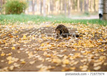 Cute black cat on leaves in autumn park 71977974
