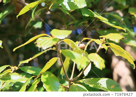 橡子果實 橡子果實 71978427