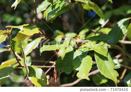 Acorn fruit Acorn fruit 71978428