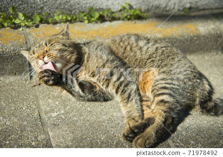 東京可愛的流浪貓 東京可愛的流浪貓 71978492