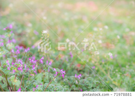 Henbit flowers in the meadow 71978881