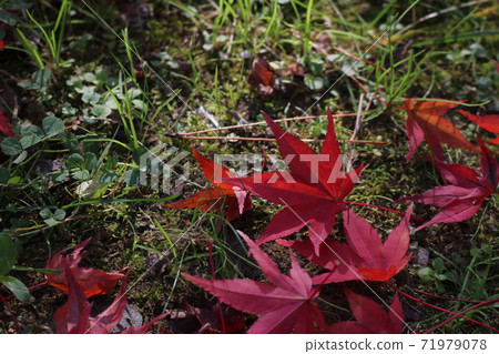 楓葉秋天的落葉，在公園裡 71979078
