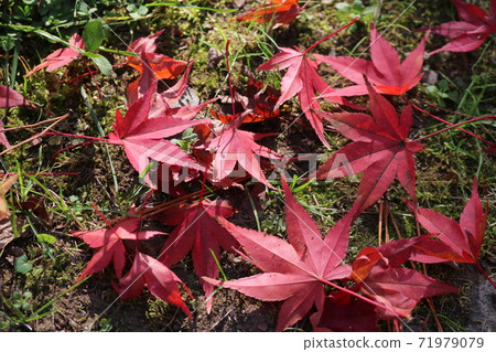 楓葉秋天的落葉，在公園裡 71979079